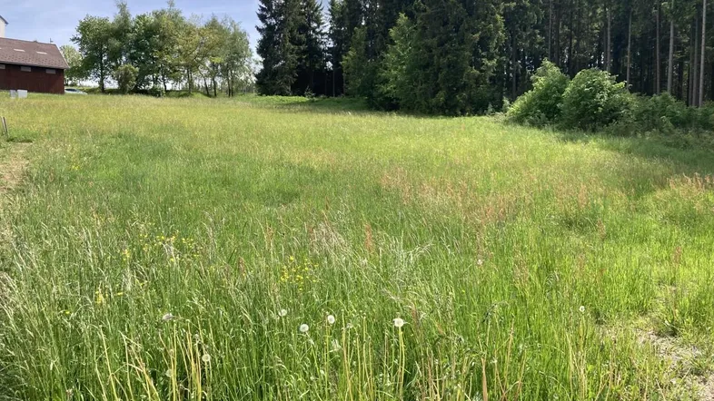 Weitläufige Grünfläche mit hohem Gras und Baumbestand im Hintergrund, ideal für einen Garten.