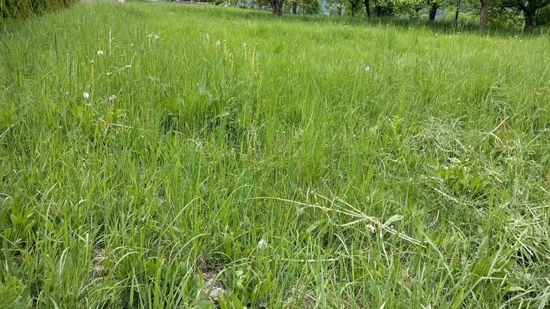 Weitläufige grüne Wiese mit Blick auf ein Wohnhaus und umliegende Bäume in ländlicher Umgebung.