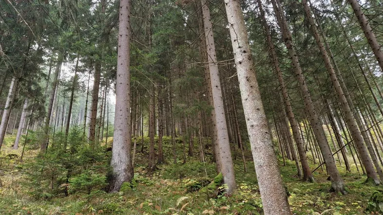 Wald