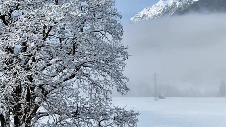 Winterliche Landschaft mit schneebedeckten Bäumen und Bergen im Hintergrund, umhüllt von Nebel.