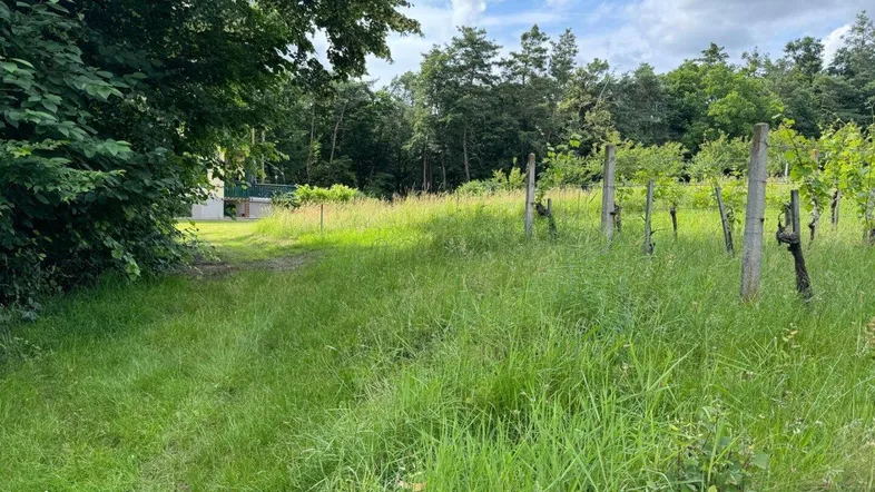 Weitläufiges grünes Grundstück mit jungen Weinreben und umgebender Naturlandschaft unter bewölktem Himmel.