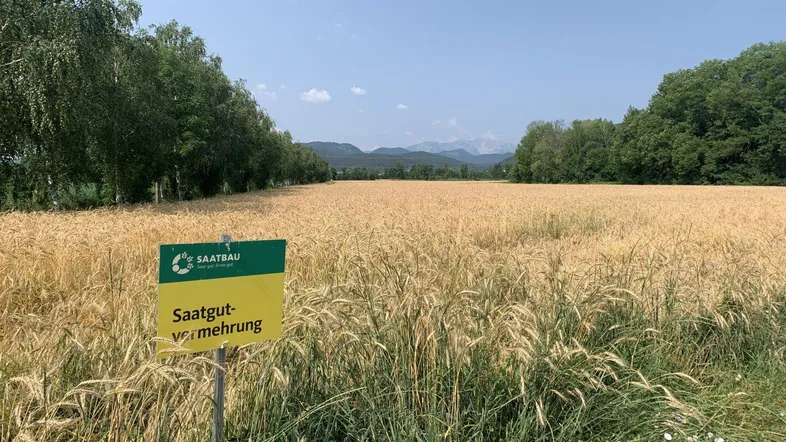 Weites Feld mit reifen Getreideähren unter blauem Himmel, umgeben von Bäumen und Bergen im Hintergrund.