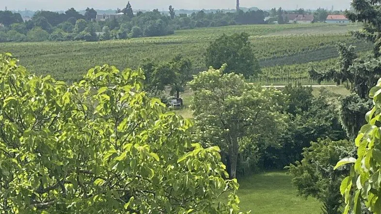 Weitläufiger Blick über Weinberge und grüne Landschaft unter bewölktem Himmel.