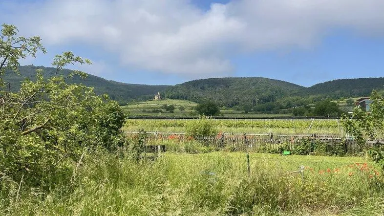 Weitläufige Landschaft mit hohen Gräsern, Weinbergen und bewaldeten Hügeln unter einem bewölkten Himmel.