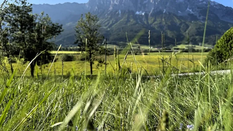 Nahaufnahme von Gras mit Bergen im Hintergrund unter blauem Himmel.