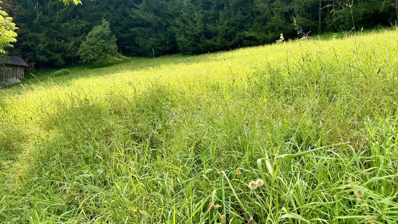 Grüne Wiese mit hohem Gras und Waldrand im Hintergrund unter hellem Sonnenlicht.