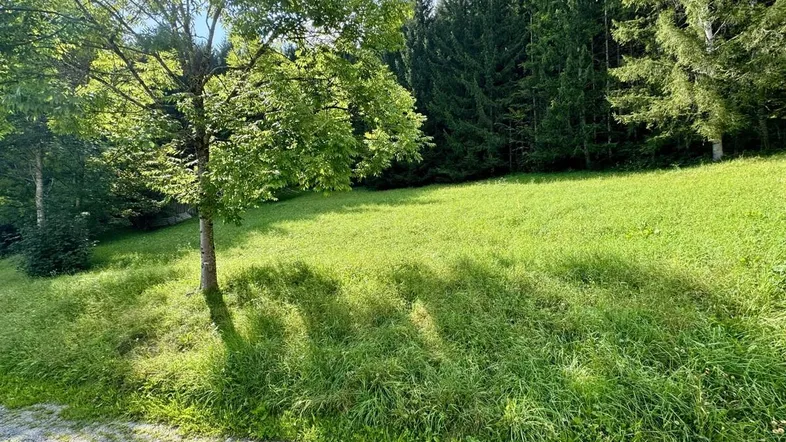 Grüne Wiese mit einzelnen Bäumen und Waldrand im Hintergrund unter blauem Himmel.