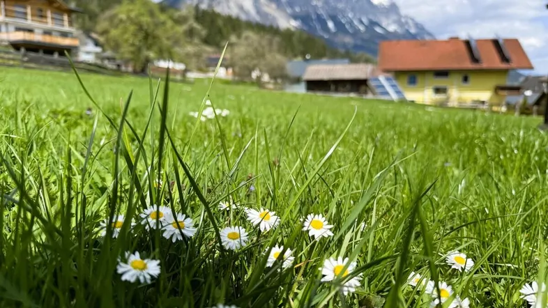 Grüne Wiese mit Gänseblümchen im Vordergrund und Alpenpanorama im Hintergrund unter blauem Himmel.