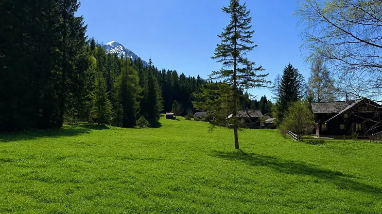 Sonnige grüne Wiese mit Waldrand, traditionellen Häusern und schneebedecktem Berg im Hintergrund.