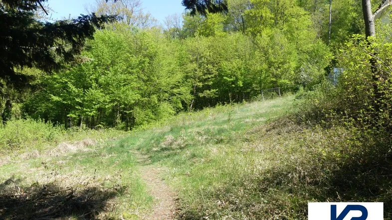 Grüne Wiese mit einem Pfad, umgeben von dichtem Wald und Bäumen unter blauem Himmel.