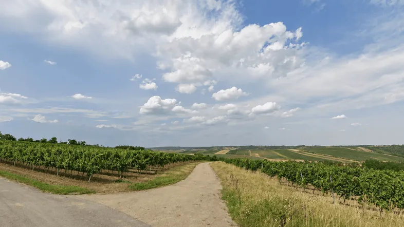 Ein Feldweg führt durch weite Weinberge unter einem bewölkten Himmel, der eine ruhige Landschaft zeigt.