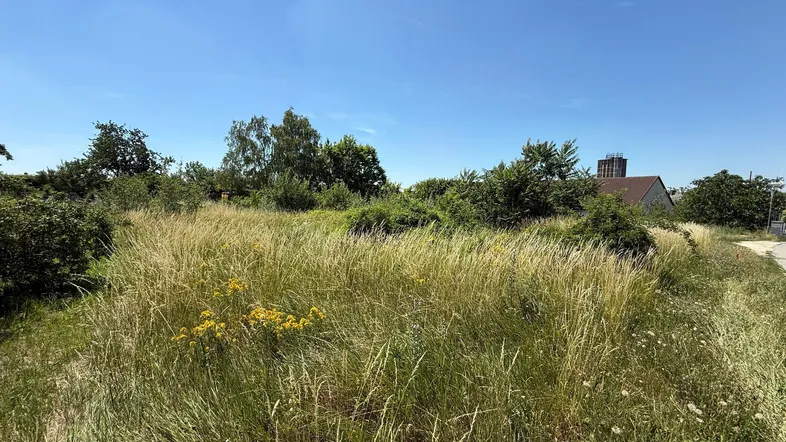 Weitläufiges, sonniges Grundstück mit hohem Gras und Bäumen unter klarem blauem Himmel.