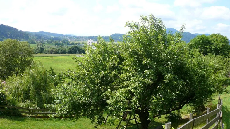 Weitläufiger Garten mit Obstbaum und Blick auf die umliegende grüne Landschaft und Berge.
