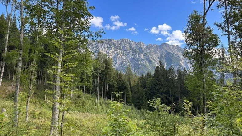 Panoramablick auf majestätische Berge und dichte Wälder unter einem strahlend blauen Himmel.