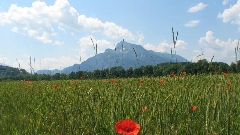 Weites Feld mit roten Mohnblumen und majestätischen Bergen im Hintergrund unter blauem Himmel.
