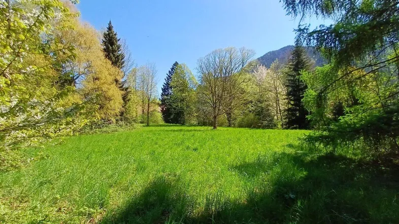 Weitläufige grüne Wiese umgeben von Bäumen unter strahlend blauem Himmel, ideal für Erholung.