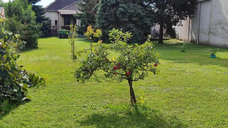 Großer grüner Garten mit gepflegtem Rasen und einem jungen Obstbaum im Vordergrund.