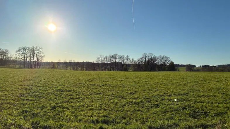 Weitläufige grüne Wiesenlandschaft unter strahlend blauem Himmel mit Bäumen am Horizont.