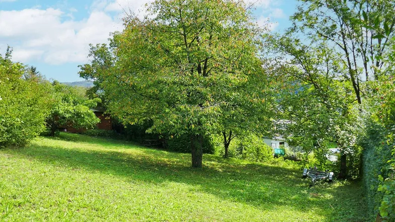 Sonniger, weitläufiger Garten mit grüner Rasenfläche, hohen Bäumen und üppigen Sträuchern.