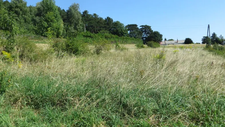 Weitläufiges Grundstück mit hohem Gras und Bäumen im Hintergrund unter blauem Himmel.
