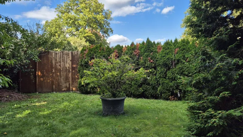Gepflegter Gartenbereich mit Rasenfläche, hohen Hecken und einem dekorativen Topfbaum unter blauem Himmel.