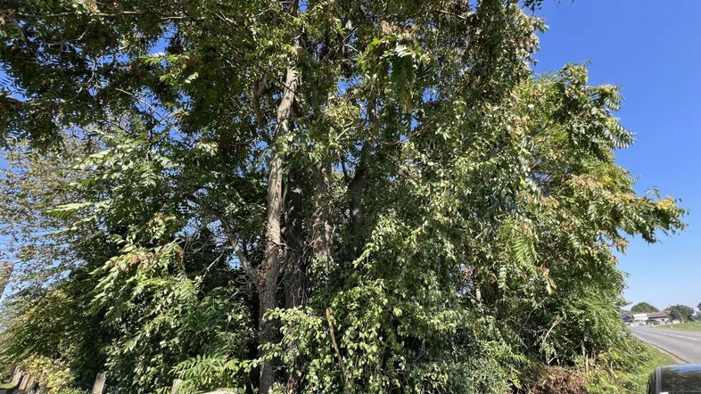 Baugrundstück in Top-Lage – perfekt für Familien