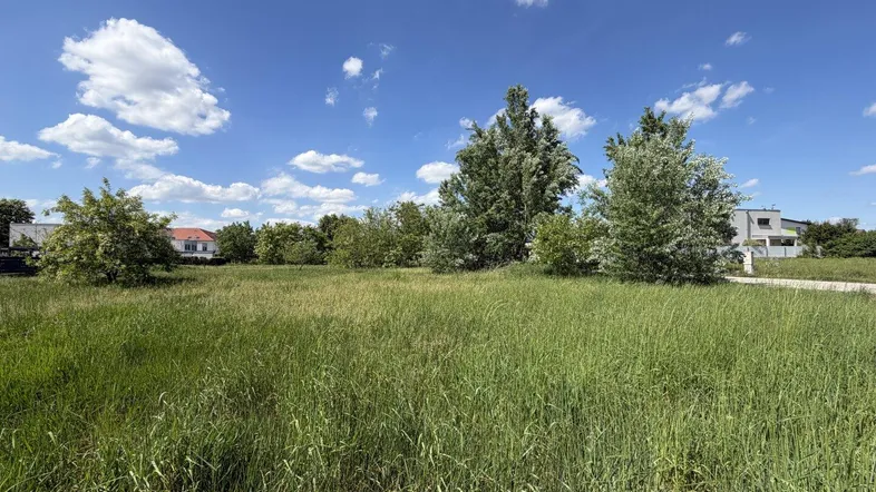 Weitläufiges grünes Feld unter blauem Himmel mit vereinzelten Bäumen und modernen Häusern im Hintergrund.