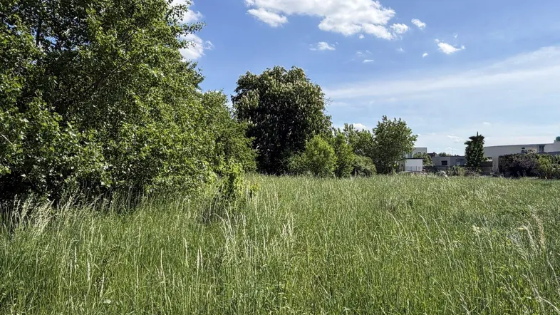 Weitläufige Grünfläche mit hohem Gras und Bäumen unter blauem Himmel, ideal für Naturliebhaber.