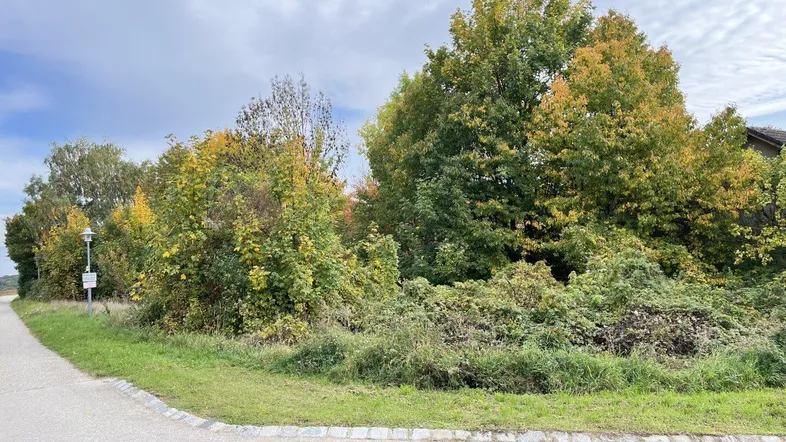 Unbebautes Grundstück mit üppiger Vegetation und angrenzender Straße in ländlicher Umgebung.