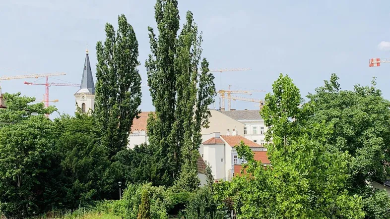 Blick über grüne Bäume auf eine Kirchturmspitze und die umliegende Stadt mit Baukränen am Horizont.