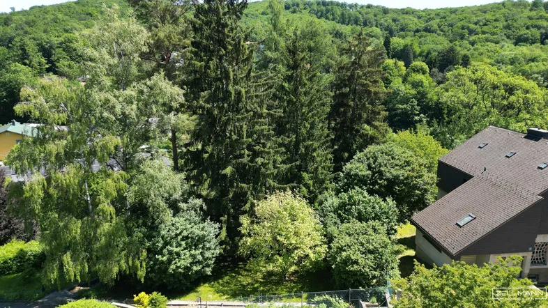 Luftaufnahme einer grünen Wohngegend mit dichtem Baumbestand und einem Hausdach.