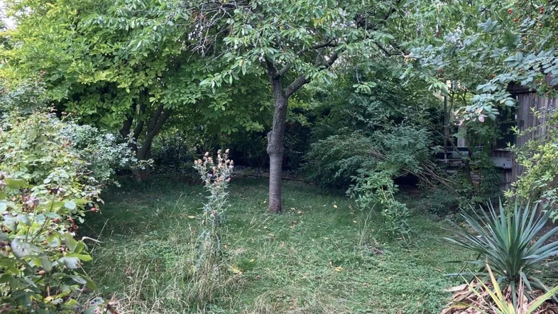 Verwilderter Gartenbereich mit verschiedenen Bäumen und Sträuchern, der viel Potenzial bietet.