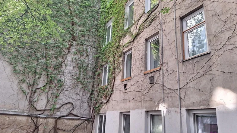 Alte Fassade eines Wohnhauses, teilweise mit Efeu bewachsen, mit mehreren Fenstern.