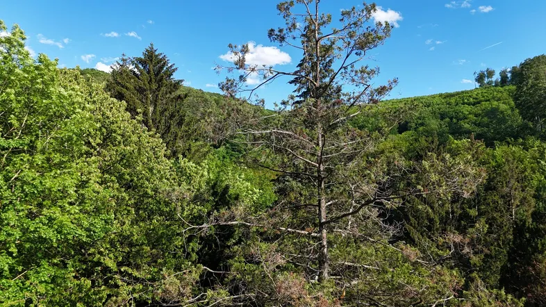 Dichte Waldlandschaft unter blauem Himmel mit einzelnen Bäumen im Vordergrund.