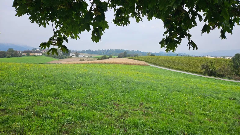 Weite grüne Felder und Weinberge mit vereinzelten Häusern in der Ferne unter bewölktem Himmel.