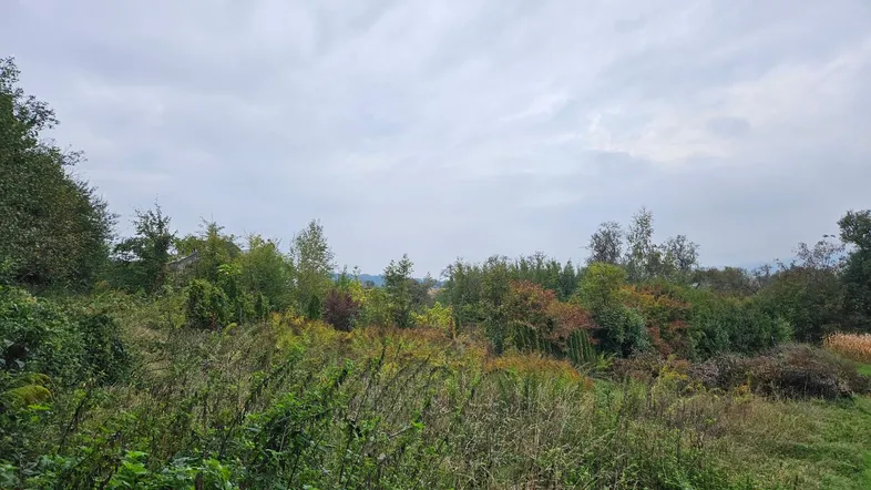 Weitläufige Grünfläche mit vielfältiger Vegetation unter bewölktem Himmel, ideal für Naturliebhaber und Ruhe suchende.