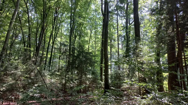 Wald