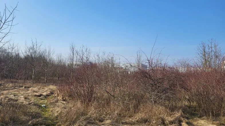 Unbebautes Grundstück mit trockenem Gras, Sträuchern und Bäumen unter klarem blauem Himmel, mit entfernten Gebäuden im Hintergrund.