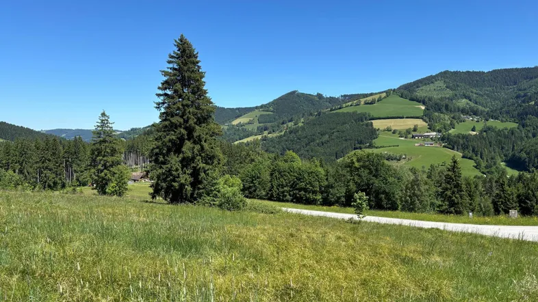 Weitläufige grüne Landschaft mit sanften Hügeln, Wäldern und einem klaren blauen Himmel, ideal für Naturliebhaber.