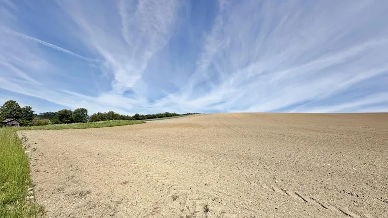 Weites Feld unter blauem Himmel mit einigen Bäumen am Horizont und grüner Wiese.