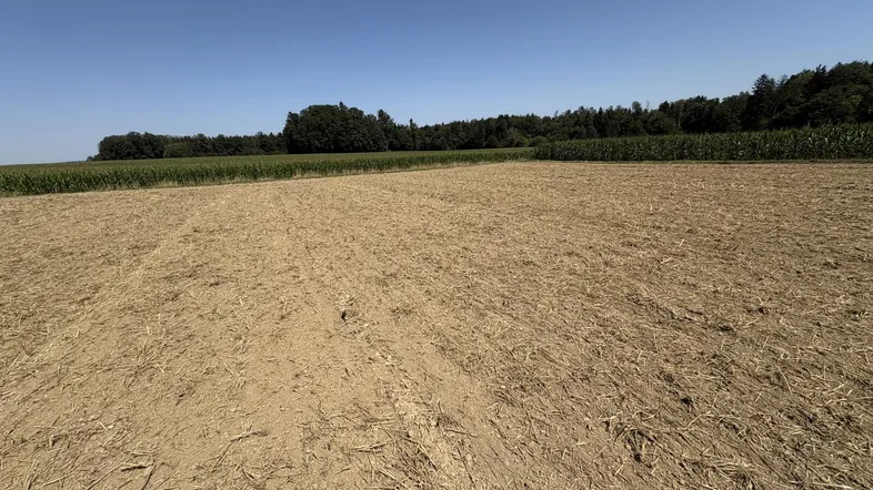 Weites Feld mit abgeerntetem Ackerland und Waldrand unter klarem blauem Himmel.