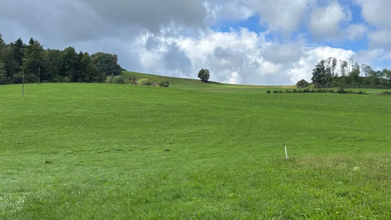 Weite grüne Wiesenlandschaft unter einem bewölkten Himmel mit vereinzelten Bäumen am Horizont.