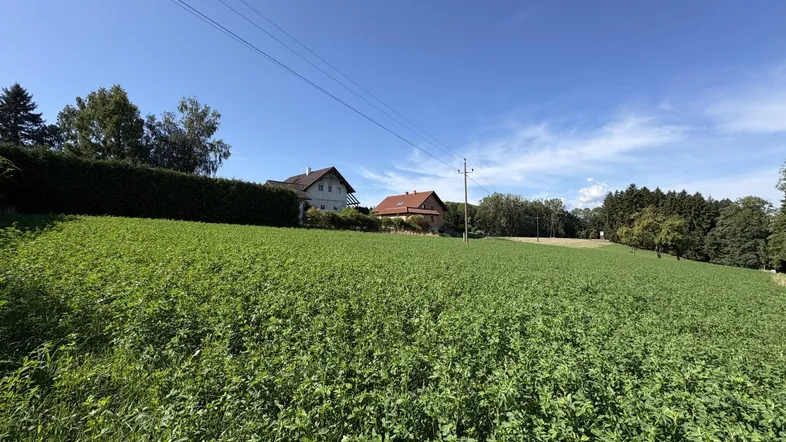 Weite grüne Wiesenlandschaft mit Häusern im Hintergrund unter blauem Himmel und Stromleitungen.