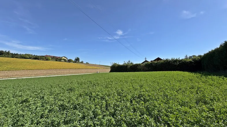 Weitläufiges grünes Feld unter blauem Himmel mit Häusern und Bäumen im Hintergrund.