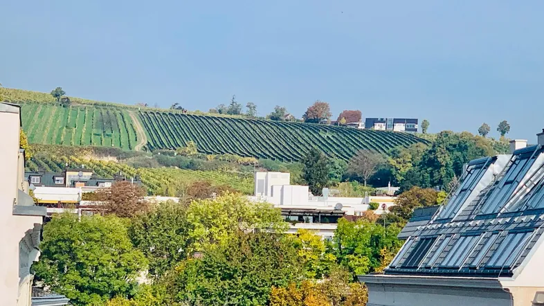 Blick auf grüne Weinberge und herbstliche Bäume unter blauem Himmel von einer erhöhten Position.