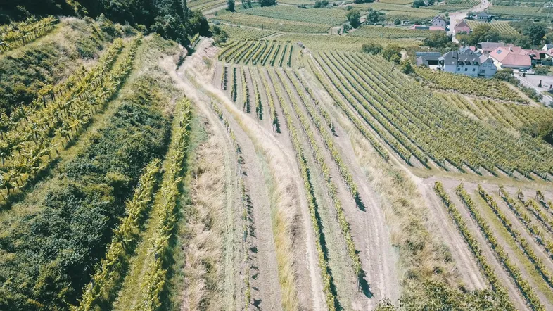 Luftaufnahme eines Weinbergs mit Blick auf ein Dorf und die umliegende Landschaft.