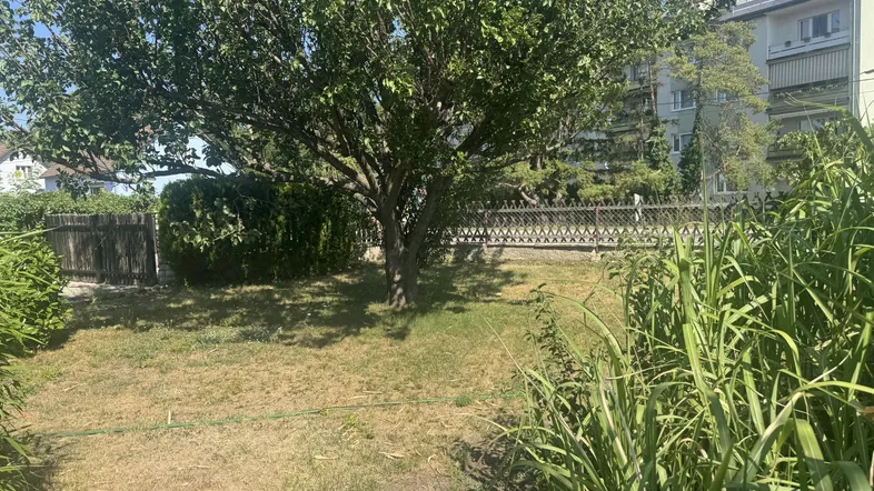 Großer Gartenbereich mit altem Baum, trockenem Rasen und Blick auf umliegende Gebäude.