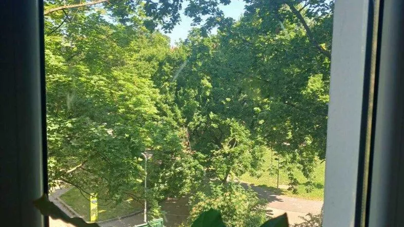 Blick aus dem Fenster ins Grüne mit üppigen Bäumen und einem sonnigen Weg.