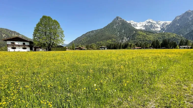 Weitläufige grüne Wiese mit gelben Blumen und traditionellem Haus vor imposanter Bergkulisse.
