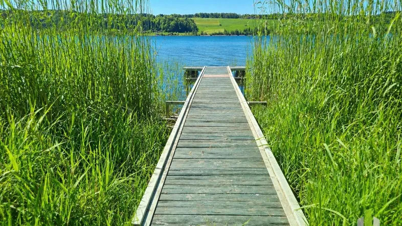 Ein Holzsteg führt durch hohes Schilf direkt zum klaren Seeufer unter strahlend blauem Himmel.